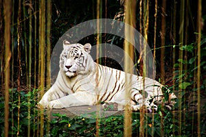 Through the Jungle Curtains