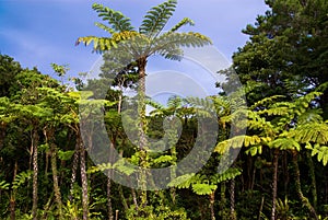 Jungle of cyathea lepifera