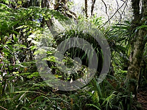 Into the jungle, the dense vegetation of the primary forest of Reunion