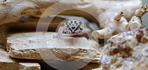 Jungle Designer Leopard Gecko
