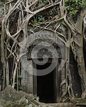 Jungle doorway
