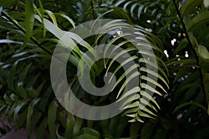 Jungle fern photo