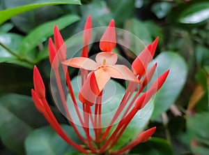 Jungle Flame. it is a picture of Extraordinary Red flower in the garden with green leaves.