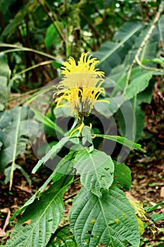 Jungle Flora, Costa Rica, Central America