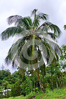 Jungle Flora, Costa Rica, Central America