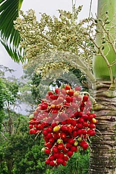 Jungle Flora, Costa Rica, Central America