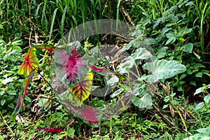 Jungle Flora, Costa Rica, Central America