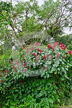 Jungle Flora, Costa Rica, Central America