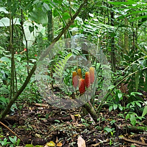 Jungle Flora, Costa Rica, Central America