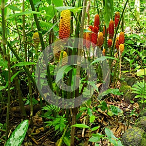 Jungle Flora, Costa Rica, Central America
