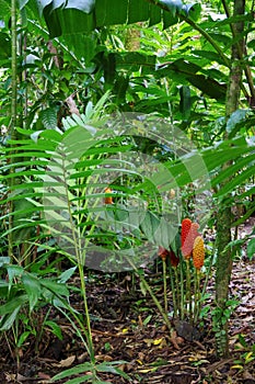 Jungle Flora, Costa Rica, Central America