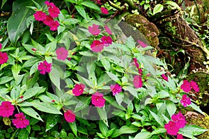 Jungle Flora, Costa Rica, Central America