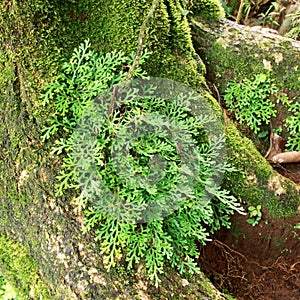 Jungle Flora, Costa Rica, Central America