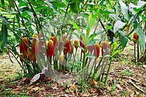 Jungle Flora, Costa Rica, Central America