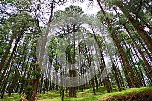 Jungle Flora, Costa Rica, Central America