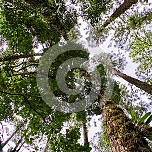 Jungle Flora, Costa Rica, Central America