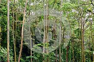 Jungle Flora, Costa Rica, Central America