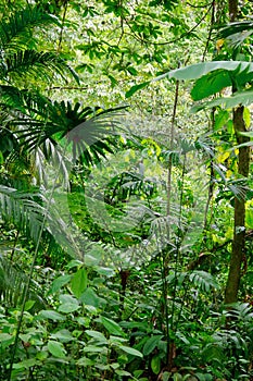 Jungle Flora, Costa Rica, Central America