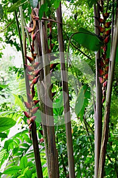 Jungle Flora, Costa Rica, Central America