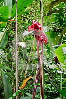 Jungle Flora, Costa Rica, Central America