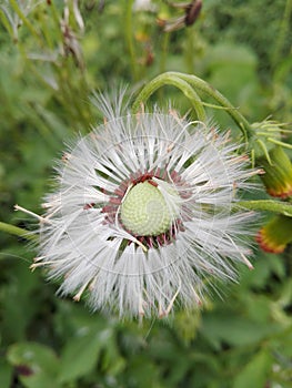 La jungla flor en 