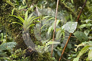 Jungle Foliage