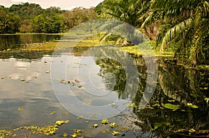 Jungle Foliage and Water, Panama