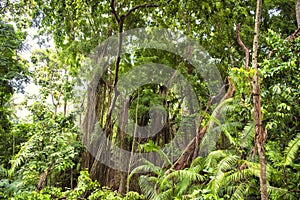 Jungle forest, abundant vegetation, Bali, Indonesia