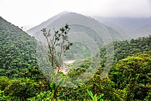 Landscape jungle in Amazonia of Ecuador
