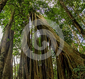 Jungle forest banyan tree and lianas