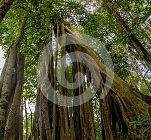 Jungle forest banyan tree and lianas photo