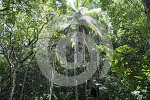 Jungle forest in Barbados