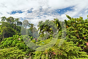 Jungle forest Bukit Lawang