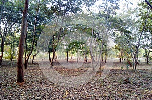 Jungle forest field sharifa aam