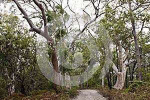 Jungle forest Fraser Island, Australia