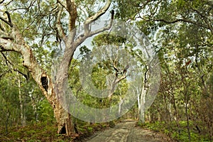 Jungle forest Fraser Island, Australia photo