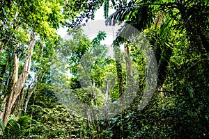 Tropical jungle forest in Barbados