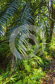 Jungle forest Jozani Chwaka Bay National Park, Zanzibar, Tanzania