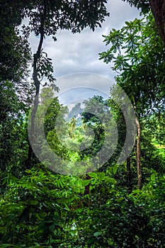 Jungle forest landscape, Khao Sok, Thailand