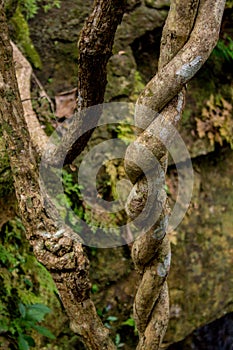 Jungle forest liana long-stemmed woody vines