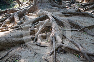 Jungle forest mangrove tree roots in tropical rainforest