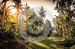 Jungle forest with palm trees and sunset shining through. Tropical island paradise. River bed in a forest. Nusa Penida, Bali