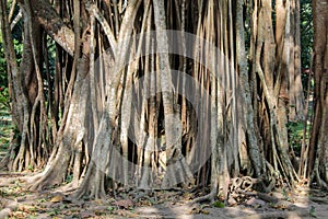 Jungle forest tree banyan roots in tropical rainforest