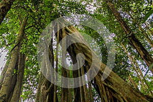 Jungle forest tree banyan roots in tropical rainforest photo