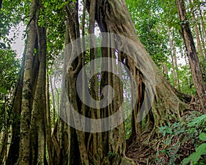 Jungle forest tree banyan roots in tropical rainforest photo