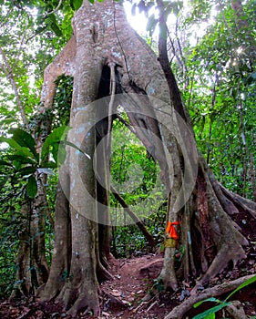 Jungle forest tree banyan roots in tropical rainforest photo