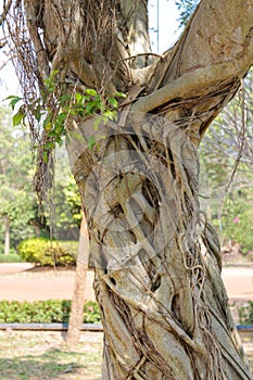 Jungle forest tree covered by liana in tropical rainforest