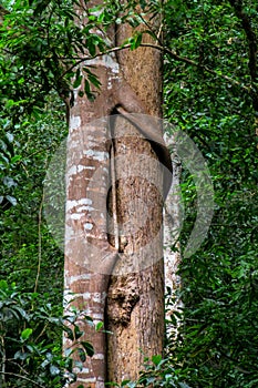 Jungle forest tree covered by liana in tropical rainforest photo