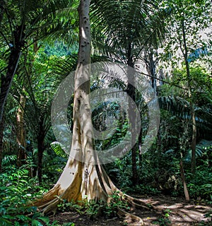Jungle forest tree and lianas