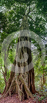 Jungle forest tree and lianas